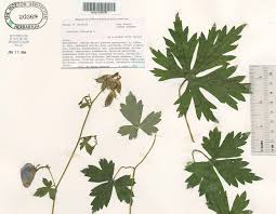 Attēlu rezultāti vaicājumam “Aconitum napellus leaf”