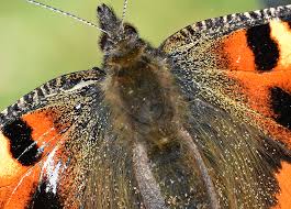Attēlu rezultāti vaicājumam “Aglais urticae upperside”