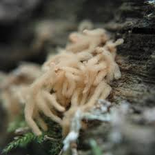 Attēlu rezultāti vaicājumam “Arcyria minuta stalked”