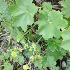 Attēlu rezultāti vaicājumam “Alchemilla vulgaris aggr. leaf”