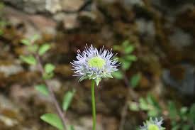 Attēlu rezultāti vaicājumam “Jasione montana leaf”