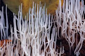 Attēlu rezultāti vaicājumam “Ramariopsis kunzei”