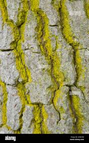 Attēlu rezultāti vaicājumam “Chrysothrix candelaris”