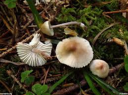 Attēlu rezultāti vaicājumam “Mycena zephirus”