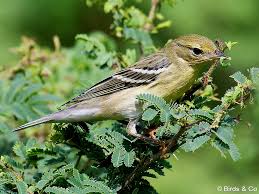 Image result for Dendroica striata