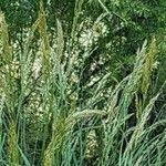 Attēlu rezultāti vaicājumam “Festuca ovina fruit”