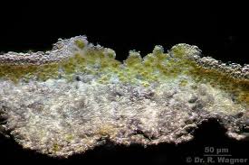 Attēlu rezultāti vaicājumam “Peltigera extenuata”