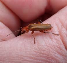 Attēlu rezultāti vaicājumam “Cantharis livida”