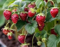 Attēlu rezultāti vaicājumam “Fragaria viridis fruit”