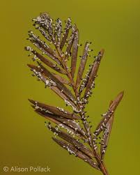 Attēlu rezultāti vaicājumam “Diachea leucopodia stalked”