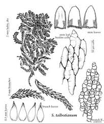 Attēlu rezultāti vaicājumam “Sphagnum warnstorfii”