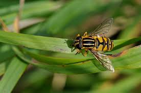 Attēlu rezultāti vaicājumam “Helophilus pendulus”