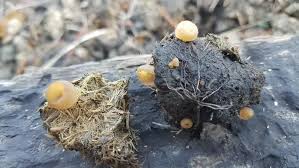 Attēlu rezultāti vaicājumam “Peziza vesiculosa”