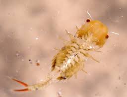 Attēlu rezultāti vaicājumam “Trioza dispar nymph”