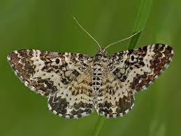 Attēlu rezultāti vaicājumam “Epirhoe tristata”