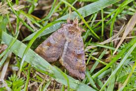 Attēlu rezultāti vaicājumam “Diarsia brunnea”