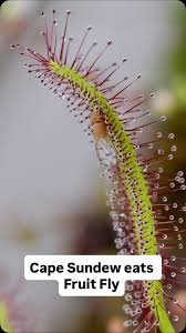 Attēlu rezultāti vaicājumam “Drosera anglica fruit”
