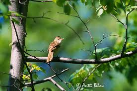 Image result for Acrocephalus aedon