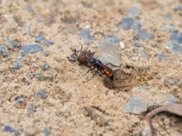 Attēlu rezultāti vaicājumam “Anoplius viaticus”