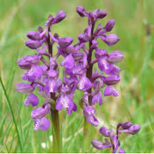 Attēlu rezultāti vaicājumam “Orchis militaris leaf”