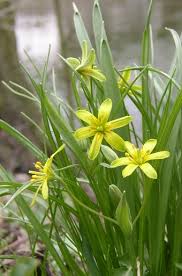 Attēlu rezultāti vaicājumam “Gagea lutea”