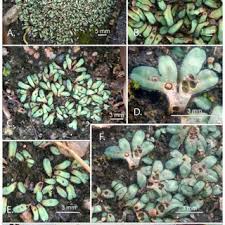 Attēlu rezultāti vaicājumam “Harpanthus flotovianus cells”