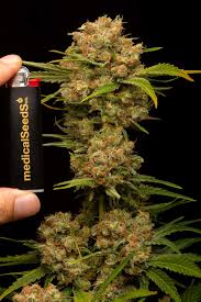 Resultado de imagen para la marihuana channel