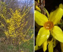 Attēlu rezultāti vaicājumam “Forsythia viridissima flower”
