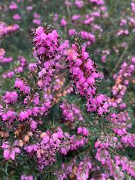 Attēlu rezultāti vaicājumam “Erica x darleyensis”