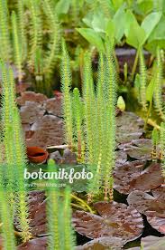 Attēlu rezultāti vaicājumam “Hippuridaceae”