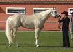 220px-Quarter_Horse(REFON)- ...
