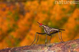 Attēlu rezultāti vaicājumam “Sciomyzidae”