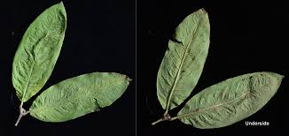Attēlu rezultāti vaicājumam “Mespilus germanica leaf”