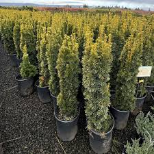 Attēlu rezultāti vaicājumam “Taxus baccata”