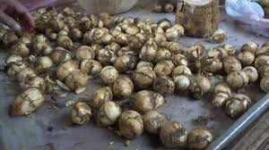 Attēlu rezultāti vaicājumam “Sagittaria sagittifolia fruit”