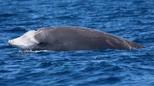 Image result for Ziphius cavirostris