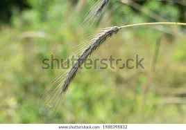 Image result for Secale cereale