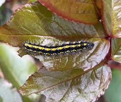Attēlu rezultāti vaicājumam “Callimorpha dominula larva”