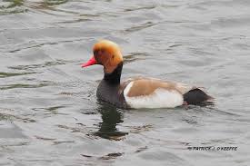 Image result for Netta rufina