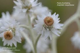 Attēlu rezultāti vaicājumam “Anaphalis margaritacea flower”