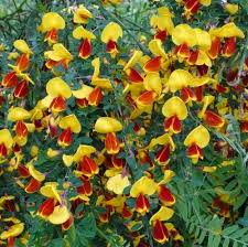 Attēlu rezultāti vaicājumam “Cytisus scoparius leaf”