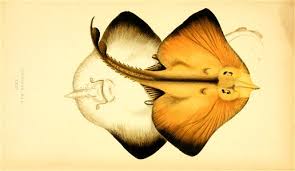 Image result for Rostroraja alba