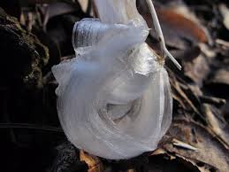 Attēlu rezultāti vaicājumam “Frost Flowers”