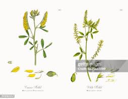 Attēlu rezultāti vaicājumam “Melilotus officinalis”