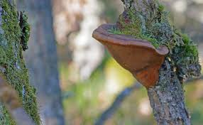 Attēlu rezultāti vaicājumam “Phellinus robustus”