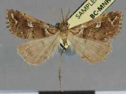 Attēlu rezultāti vaicājumam “Colobochyla salicalis”