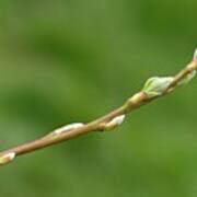 Attēlu rezultāti vaicājumam “Salix caprea bud”