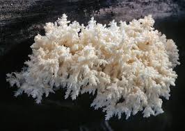 Attēlu rezultāti vaicājumam “Hericium coralloides”