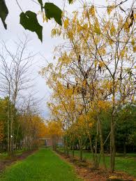 Attēlu rezultāti vaicājumam “Gleditsia triacanthos”