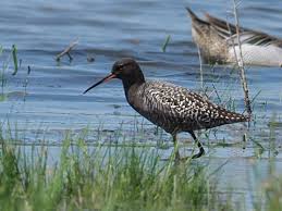 Image result for Tringa erythropus